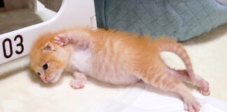 痙攣する子猫