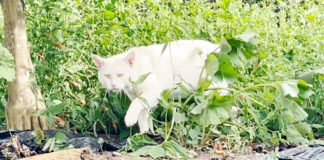 姿を現した庭猫