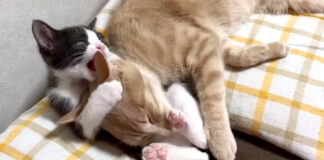 子猫にもみくちゃにされる猫