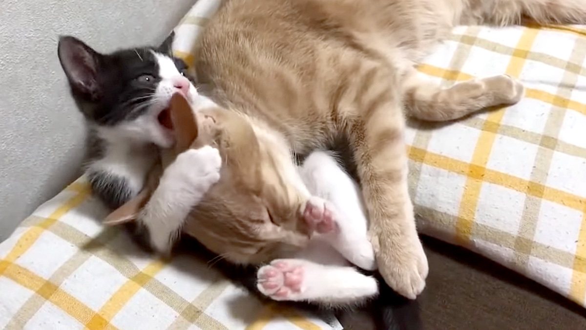 子猫にもみくちゃにされる猫