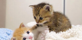 兄弟喧嘩する子猫達