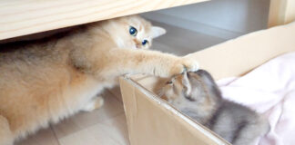 子猫を静止する母猫
