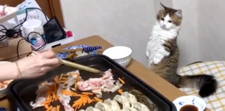ミーアキャットになる子猫