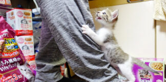 ミルクが飲みたい子猫