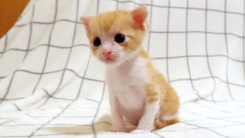 milknojikan_neko_title-