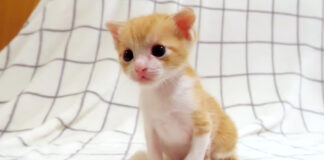 ミルクが飲みたい子猫