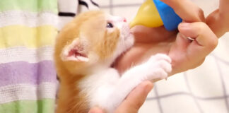 ミルクを飲む子猫