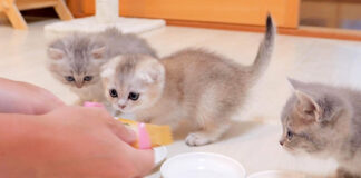 ご飯が食べたい子猫達