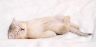 無防備に眠る子猫