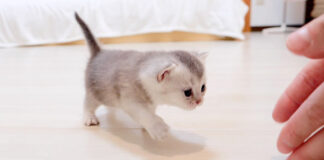 向かってくる子猫