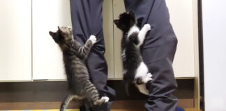 足をよじ登る子猫達