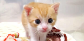 嬉しそうな子猫