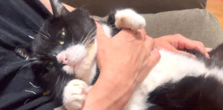 ぬいぐるみっぽい猫