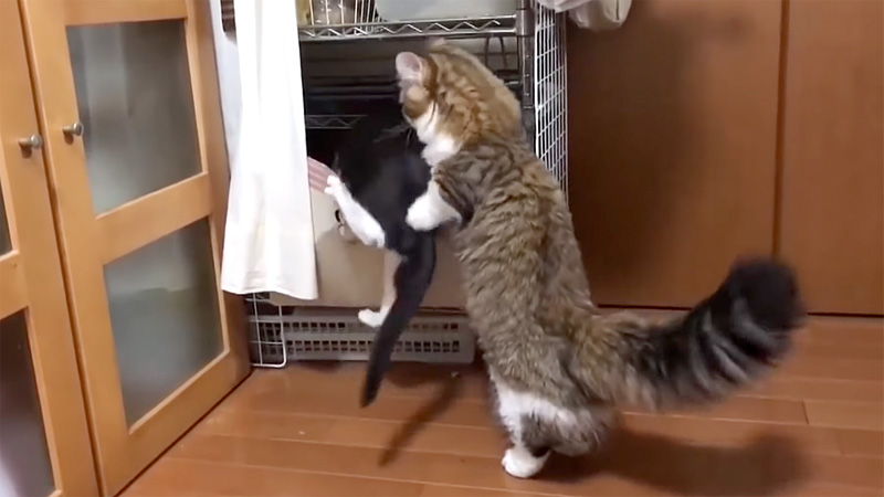 子猫をサポートする同居猫