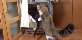 子猫をサポートする同居猫