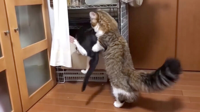 子猫をサポートする同居猫