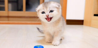 ペットボトルキャップが気になる子猫