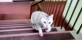 旅館の猫