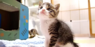 見上げる子猫