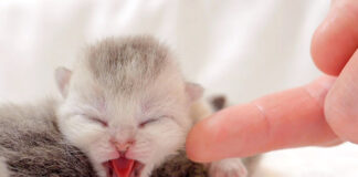 世界最小の威嚇をする子猫