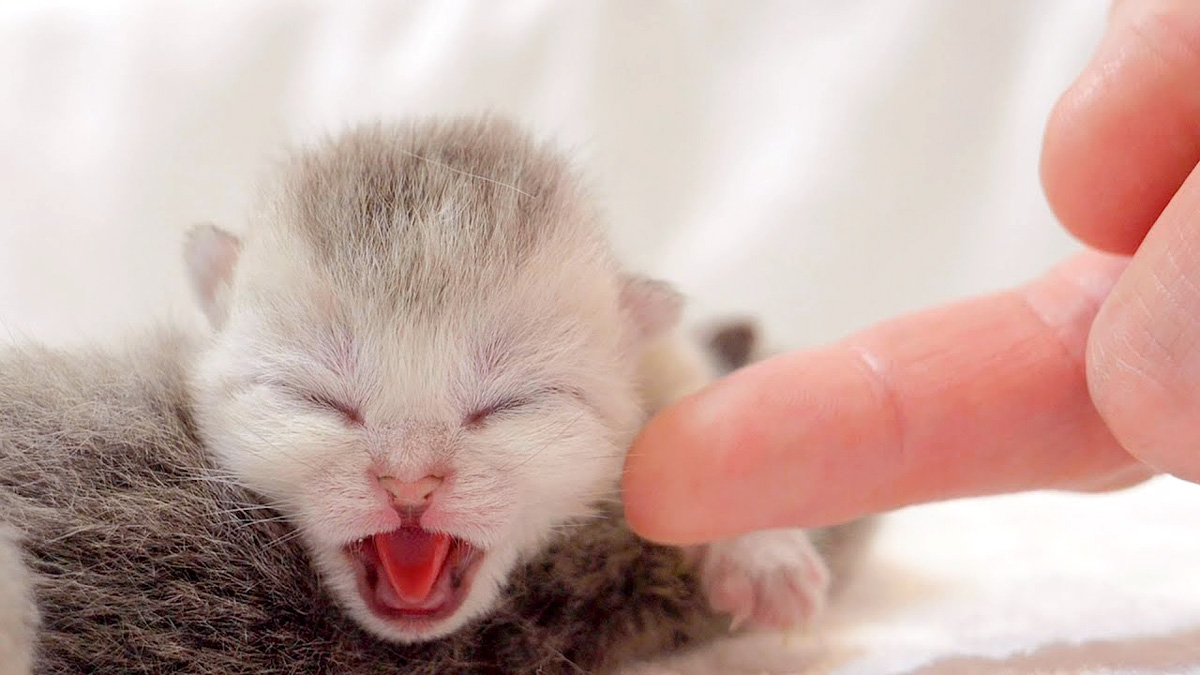 生まれたばかりの赤ちゃん猫が発した世界最小の威嚇がとっても可愛かっ