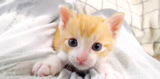 くっつく子猫