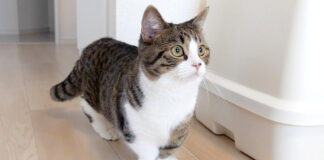 新居に引っ越した猫