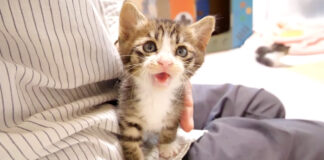 ご飯が食べたい子猫