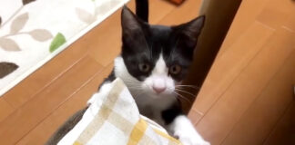 甘えに来た子猫