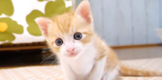 お母さんを発見した子猫