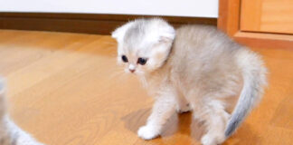 威嚇する子猫