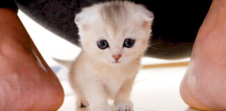 甘えモードになる子猫