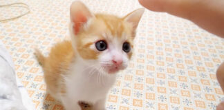 近づいてきた子猫
