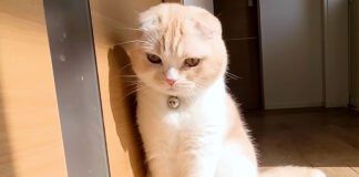 ハスキー犬に怒られた猫
