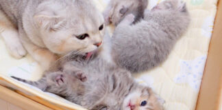 兄猫に毛づくろいされる子猫