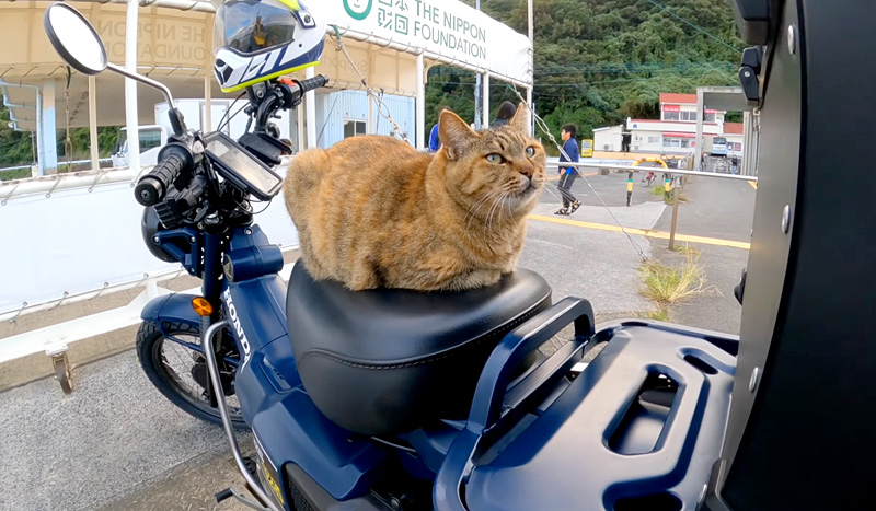 バイクに戻ってきたら、猫さんがシートを温めてくれてた (*´ｪ｀*)♪ | エウレカねこ部