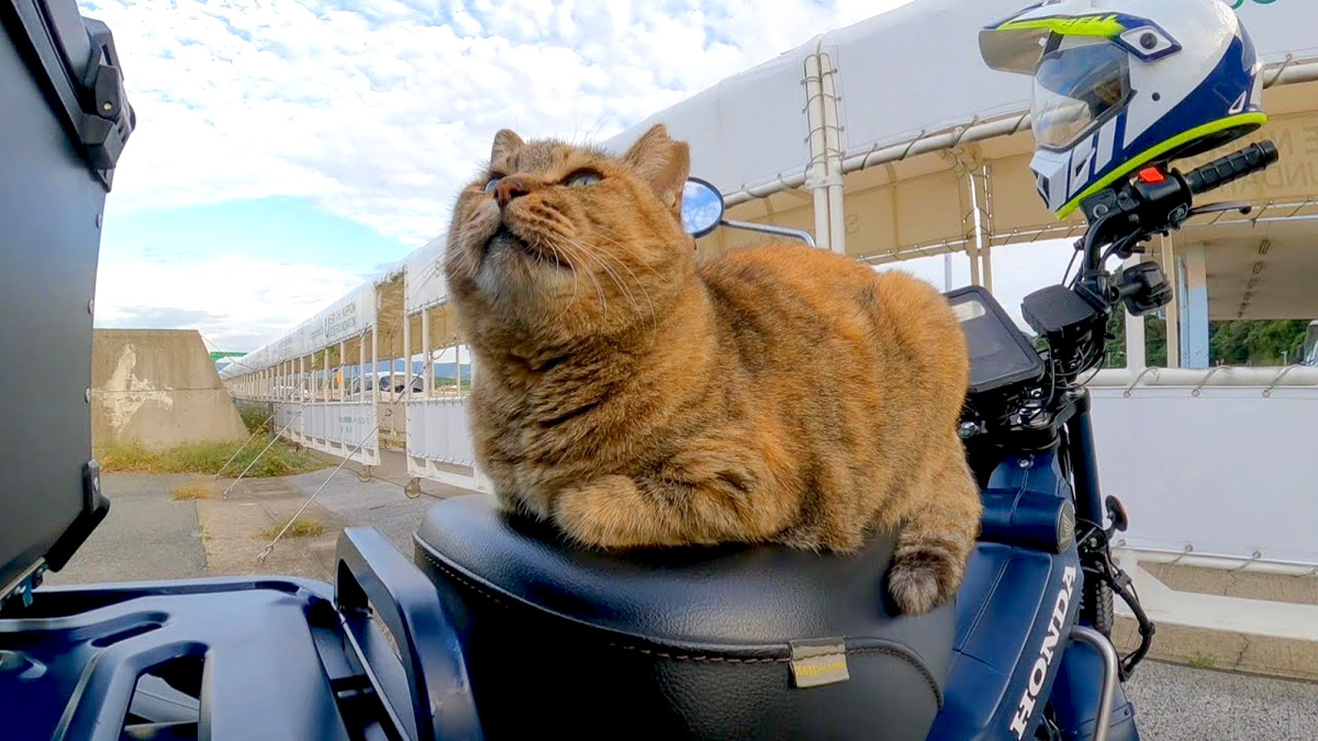 バイクに戻ってきたら、猫さんがシートを温めてくれてた (*´ｪ