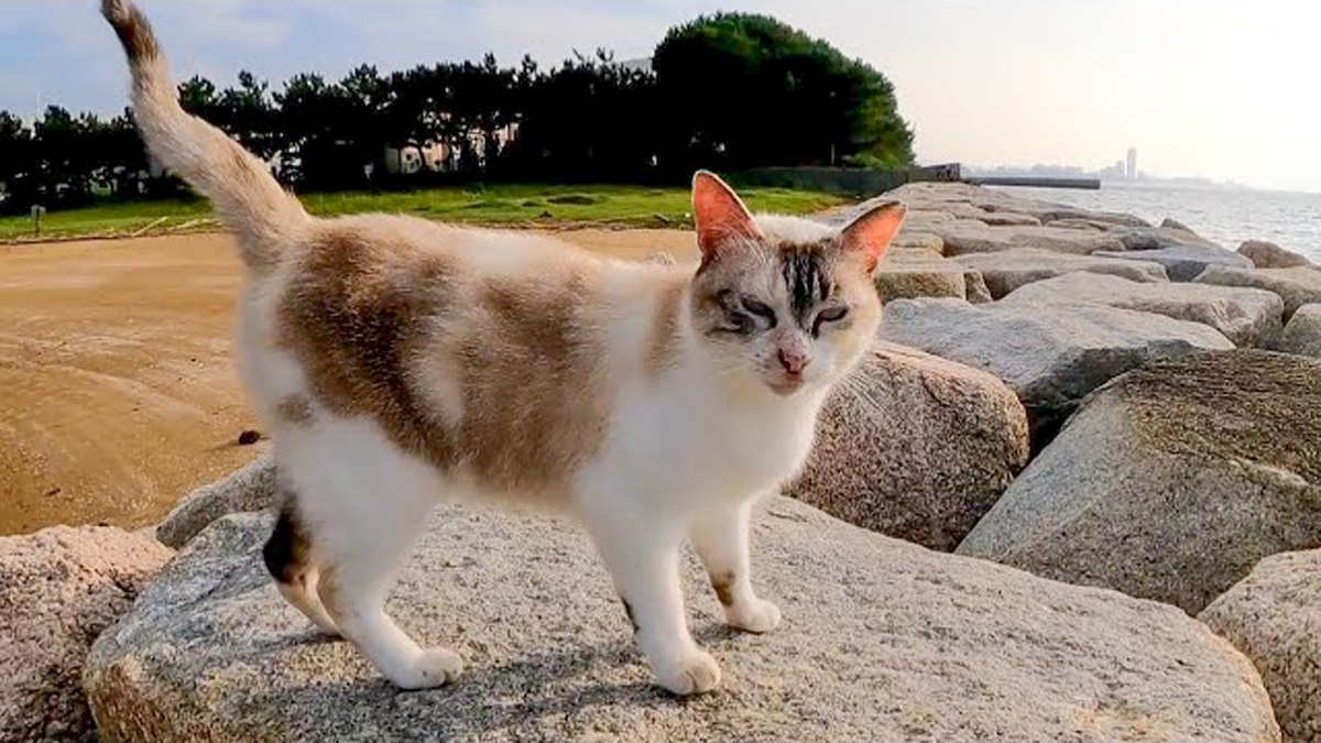 防波堤で出会った猫