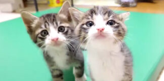 ご飯が食べたい子猫達