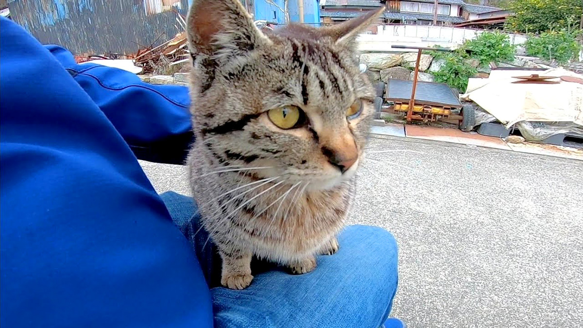 野良猫がどこまでもついてきたので立ち止まって座ってみると、膝の上に