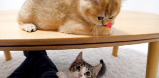 一緒に遊ぶ子猫達