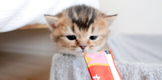 ちゅ〜るが気になる子猫