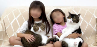 猫を抱っこする女の子達