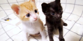 ふたり集まるとじゃれ合う子猫達