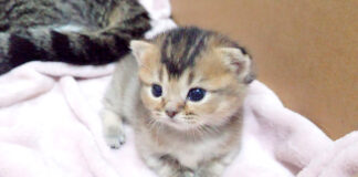 夫婦喧嘩に巻き込まれた子猫