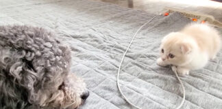 初対面の犬と子猫