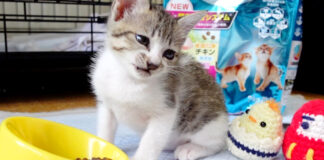初めてカリカリを食べる子猫