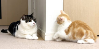 子猫と先住猫の初対面