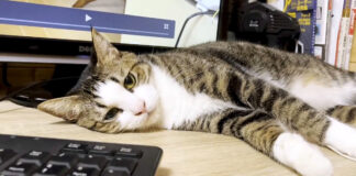 編集したかった猫