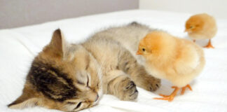 眠る子猫とヒヨコ